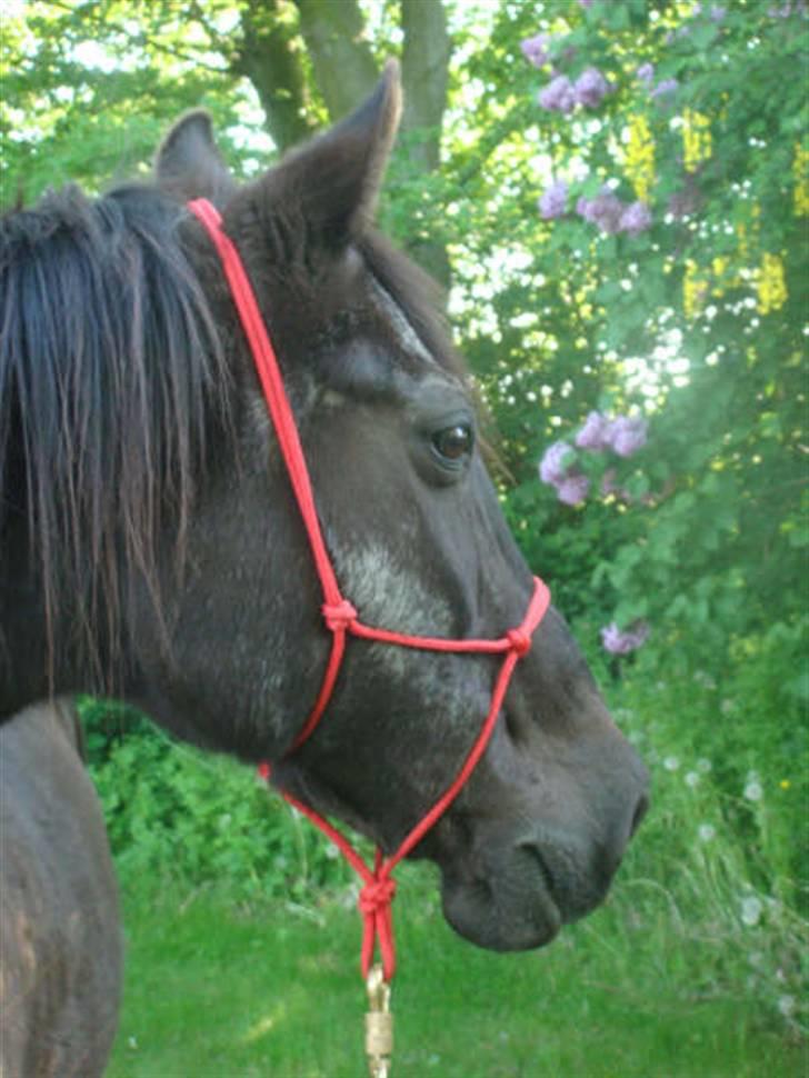 Anden særlig race Beauty R.I.P - Gammel, men smuk billede 9