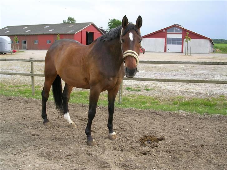 Dansk Varmblod CLAIRE - maj 2009 billede 9