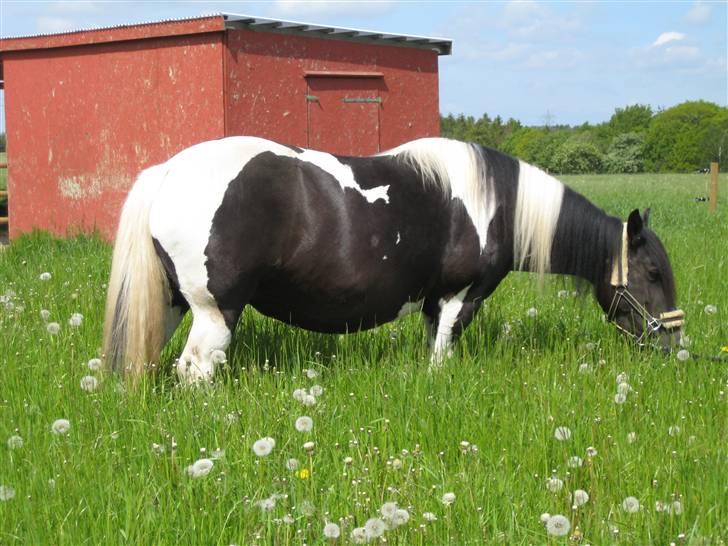 Tinker Indiana - En smagsprøve på det kommende hø.  billede 3