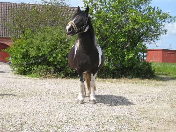 Tinker Indiana - Lidt tyk skal man være, når terminen nærmer sig.  billede 4