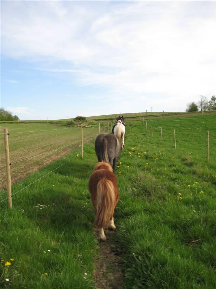 Tinker Indiana - så er det bare at følge trop....  billede 5