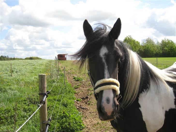 Tinker Indiana billede 6