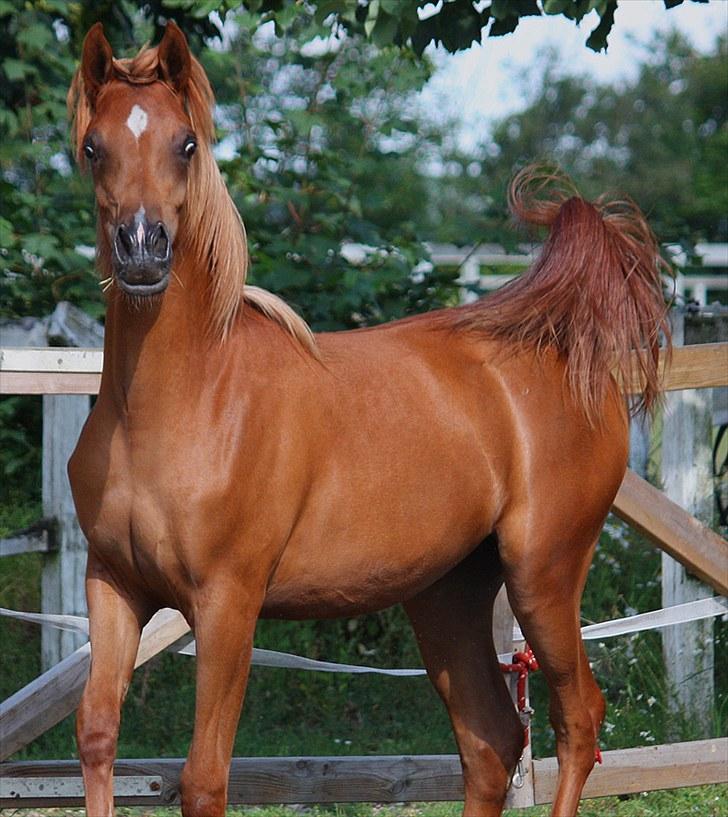 Arabisk fuldblod (OX) Waheds Nadia - Nadia august 2010 - foto M.Ølgod billede 2