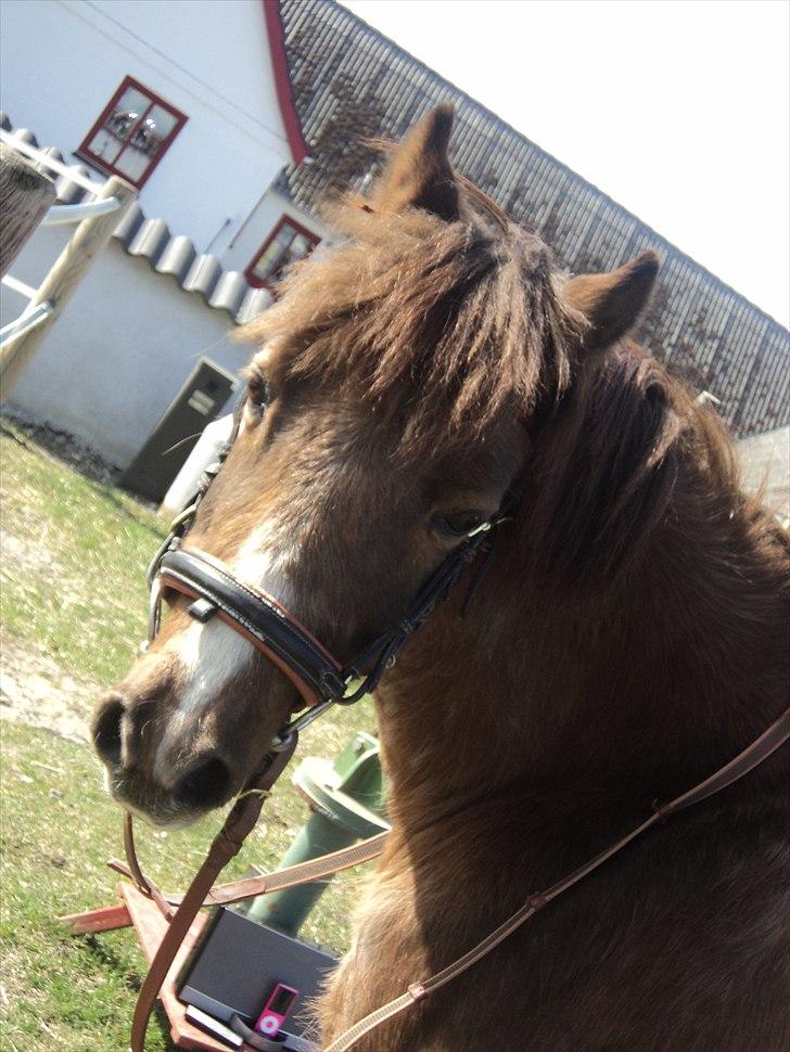 Welsh Pony (sec B) Snif - #8      billede 8