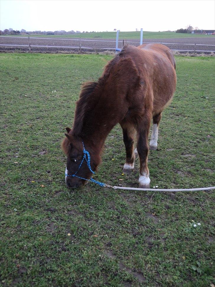 Welsh Pony (sec B) Snif - #9     sniffer <3 billede 9