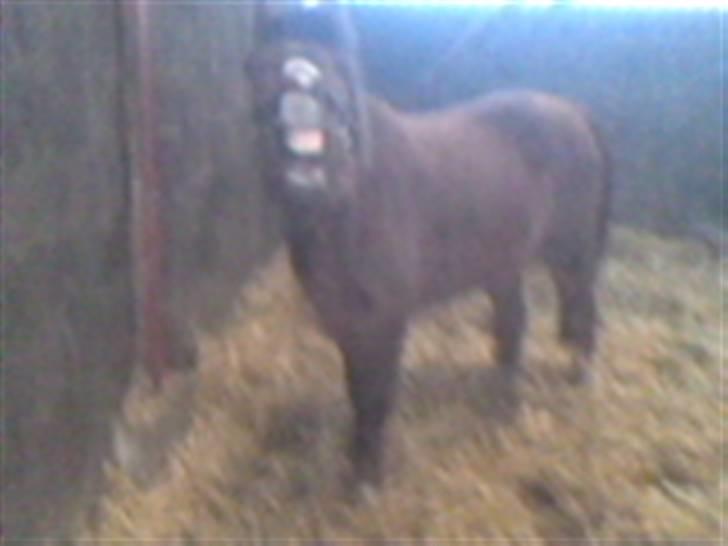 Welsh Pony (sec B) Snif - #10   sniffe smiler til kameraet :o billede 10