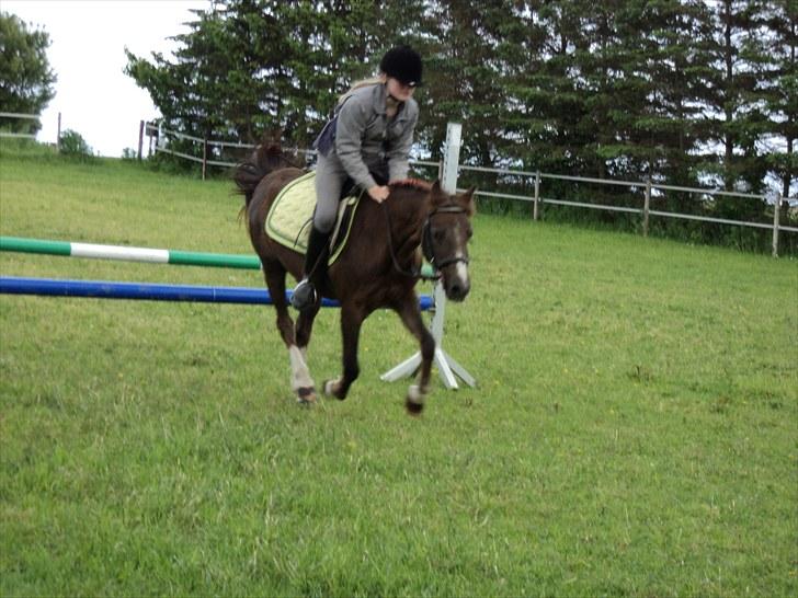 Welsh Pony (sec B) Snif - #11     lige sprunget 60 cm billede 11