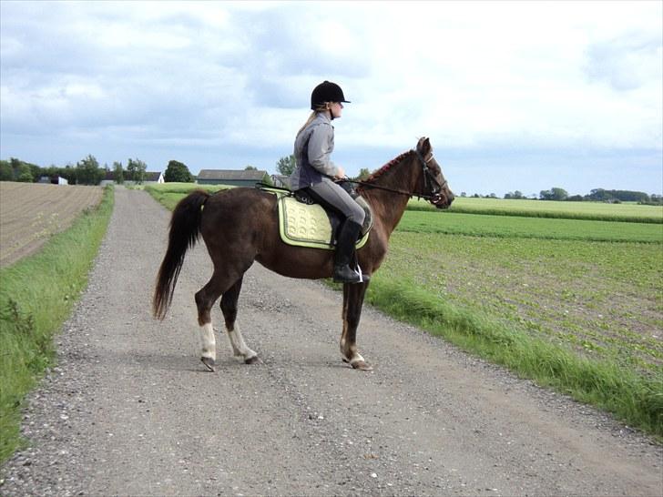 Welsh Pony (sec B) Snif - #12     hygge ridning:) billede 12