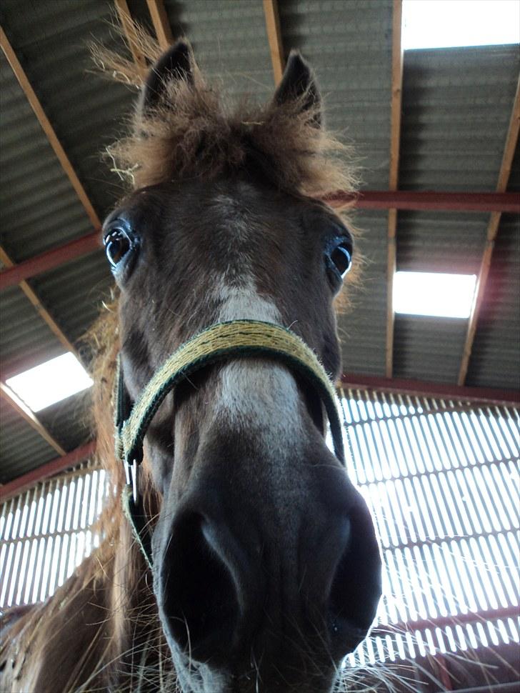 Welsh Pony (sec B) Snif - #13    Sniffer<3 billede 13