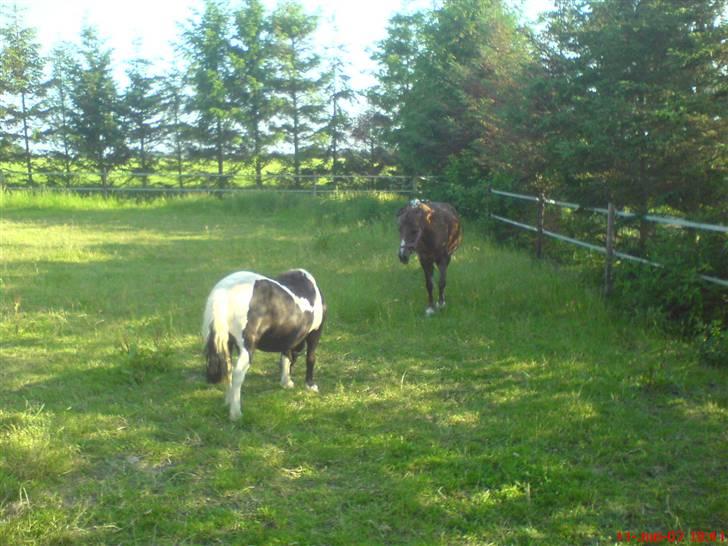 Shetlænder Mimmi - snif og Mimmi nyder græsset sommer 2008 billede 9
