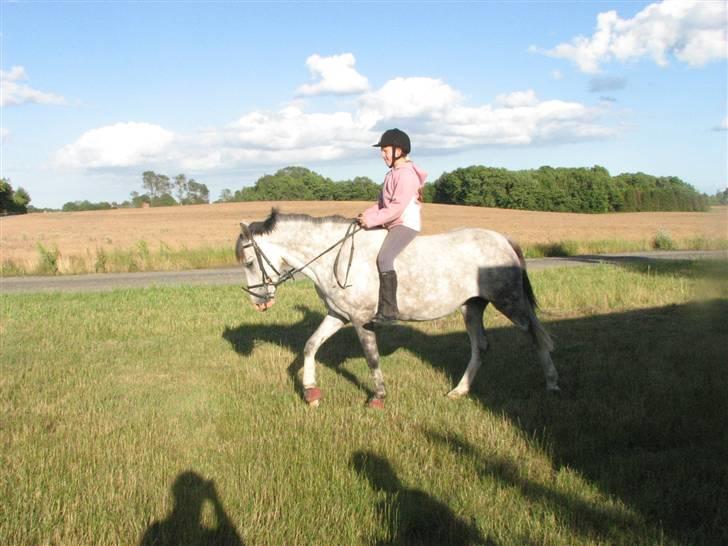 Hollandsk Sportspony Moonlight *SOLGT* billede 8