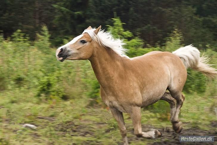 Tyroler Haflinger Flora-Fie -  Foto - Liv billede 3