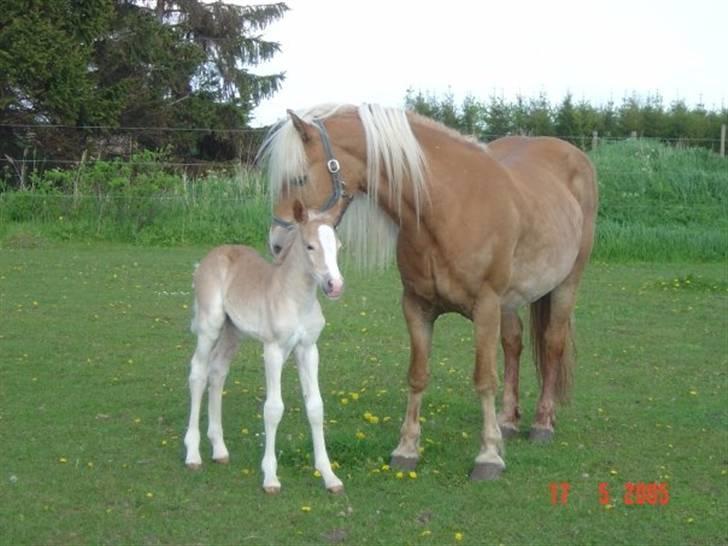 Tyroler Haflinger Flora-Fie - Flora med sin mor Fie dagen efter hun blev født <3  billede 6