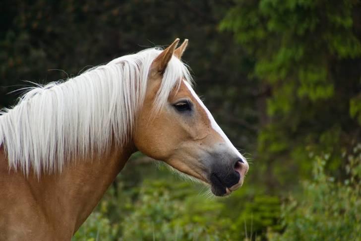 Tyroler Haflinger Flora-Fie - Nyt!:D Fordi du har det smukkeste hoved :*  :) Foto - Liv billede 8
