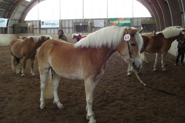 Tyroler Haflinger Flora-Fie - Smukke Flora til kåring <3 billede 9