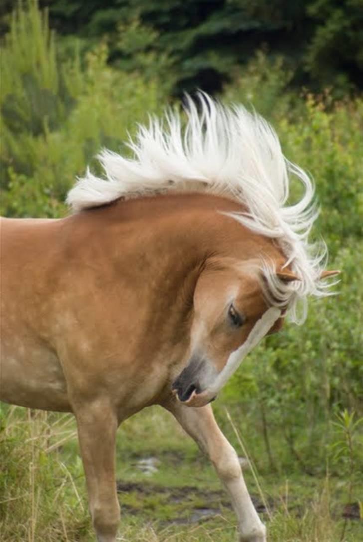 Tyroler Haflinger Flora-Fie - Nyt!:D Du er unik! Du er min stjerne! :* Foto - Liv billede 10