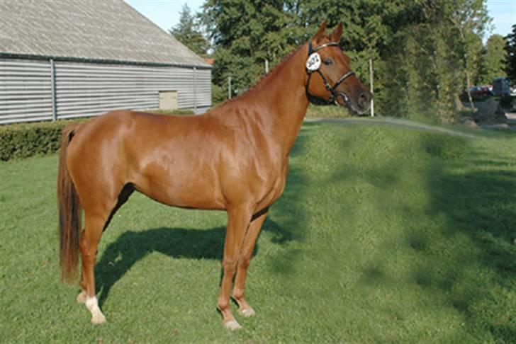 DSP Mirvana - STJERNEN billede 8