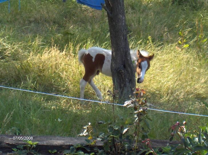 Anden særlig race Alf - Mini pony billede 6