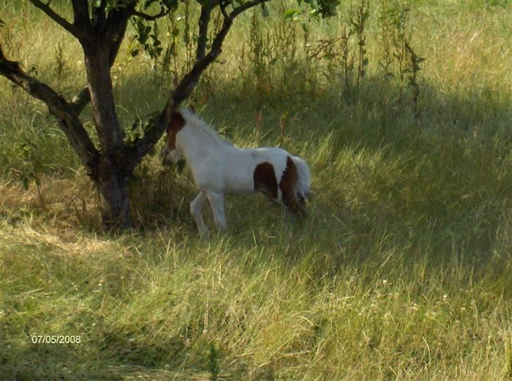 Anden særlig race Alf - Lille pony føl billede 7