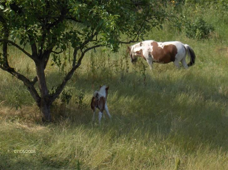 Anden særlig race Alf - En helt ny lille pony billede 8