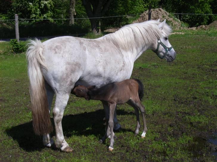 DSP Ågård's Bambino - Første gang på fold. <3 Polly (moderen) er 115cm i stang så bamse var sq bette (; billede 6