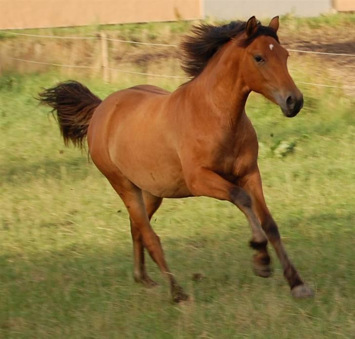 Cruzado Vanilla sky (solgt) billede 3