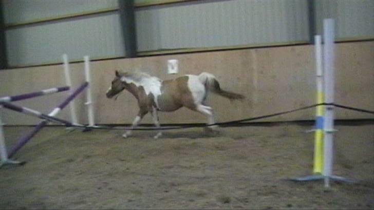 Anden særlig race mickey billede 18