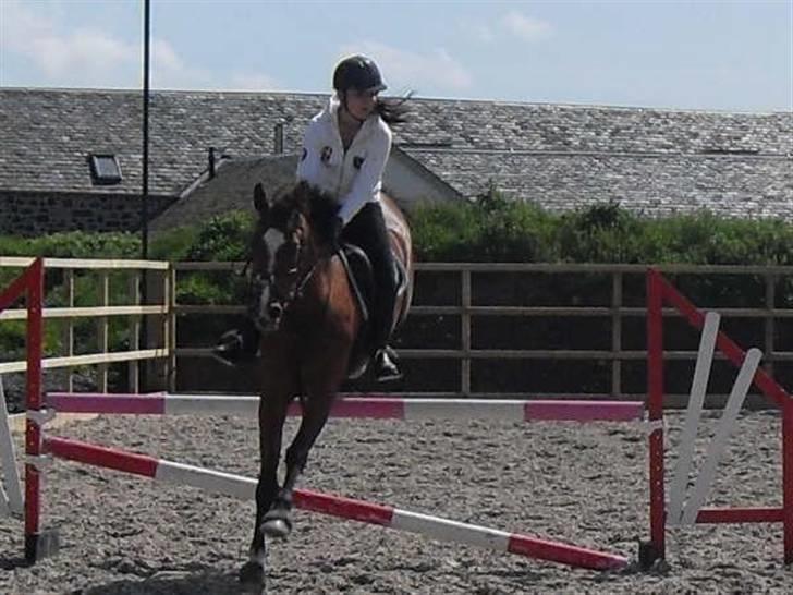 Hollandsk Varmblod Cindy (solgt) billede 1