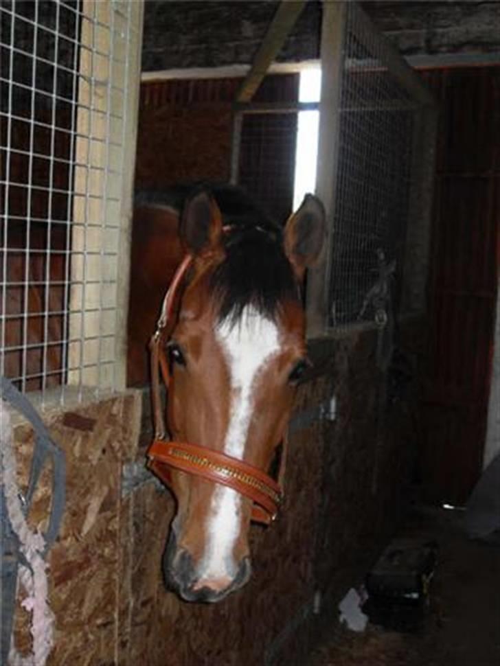 Hollandsk Varmblod Cindy (solgt) billede 2