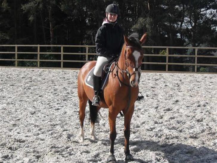 Hollandsk Varmblod Cindy (solgt) billede 3