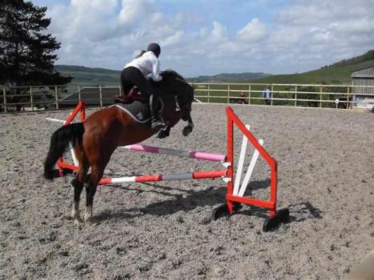 Hollandsk Varmblod Cindy (solgt) billede 4