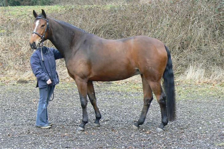 Dansk Varmblod Mademoiselle (Maddie) - Smukke hest trods alt den modgang i årene billede 13