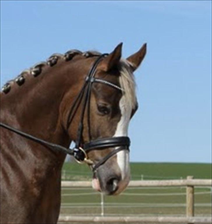 Welsh Partbred (Sec F) Friis Nachos Solgt  billede 1