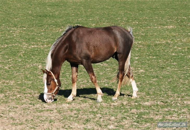 Welsh Partbred (Sec F) Friis Nachos Solgt  billede 2