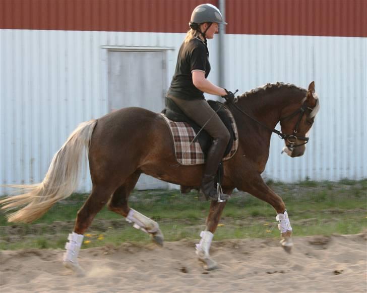 Welsh Partbred (Sec F) Friis Nachos Solgt  - Sidsel (træner) rider ham :) billede 3