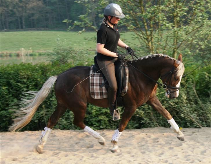 Welsh Partbred (Sec F) Friis Nachos Solgt  - Sidsel (træner) rider ham :) billede 4