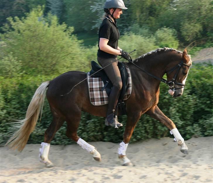 Welsh Partbred (Sec F) Friis Nachos Solgt  - Sidsel (træner) rider ham :) billede 5