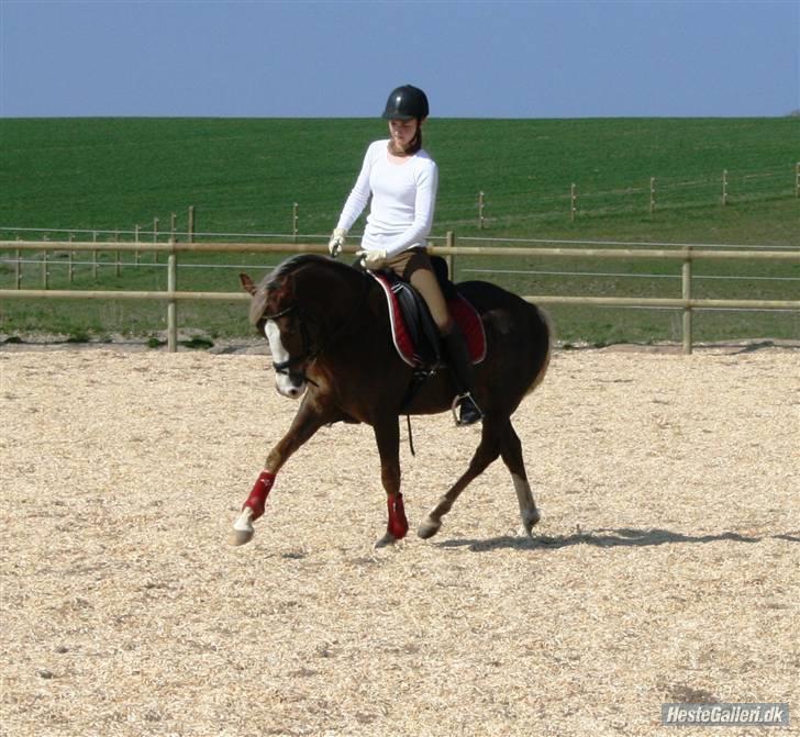 Welsh Partbred (Sec F) Friis Nachos Solgt  billede 6