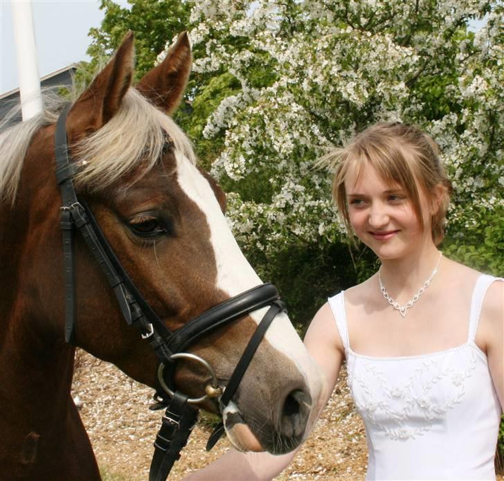 Welsh Partbred (Sec F) Friis Nachos Solgt  billede 7