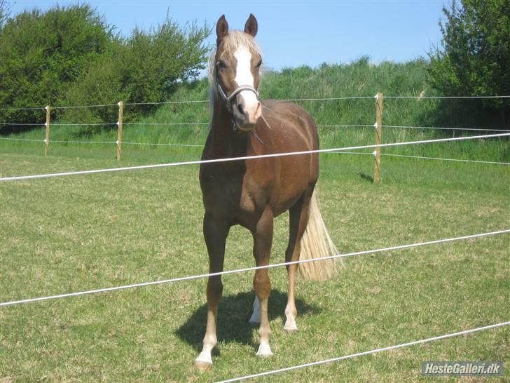 Welsh Partbred (Sec F) Friis Nachos Solgt  - Tak Maja for alle billederne :D billede 8