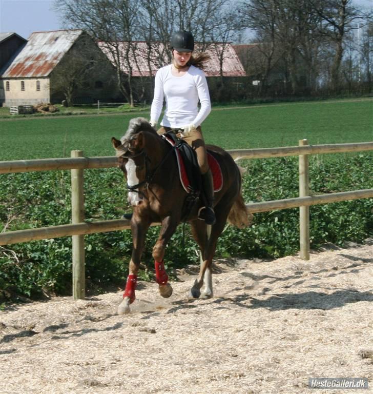 Welsh Partbred (Sec F) Friis Nachos Solgt  billede 9