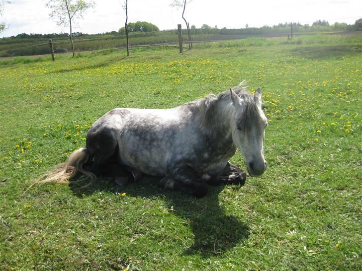 Anden særlig race Black Star - B pony<3 - bimse <3 billede 15