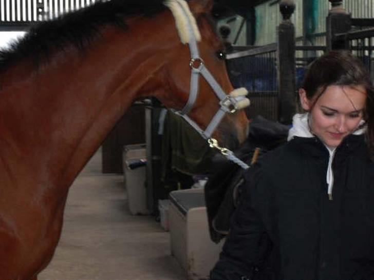 Hollandsk Varmblod Cindy (solgt) billede 7