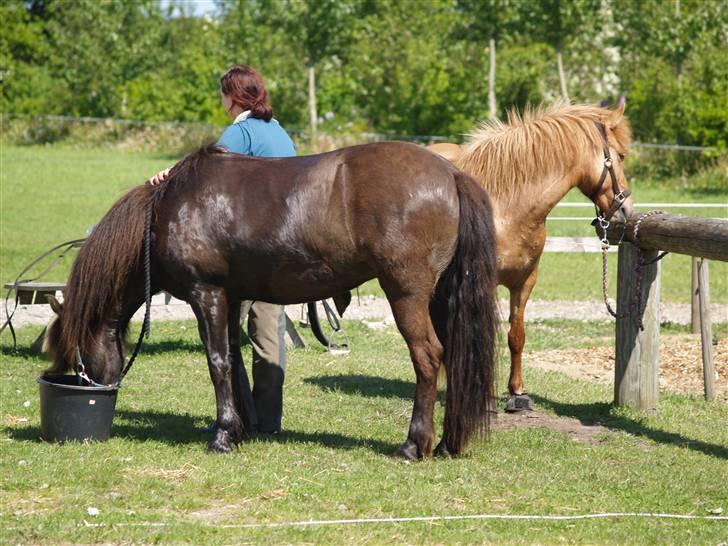 Islænder Katla (also known as Bimsen) billede 14