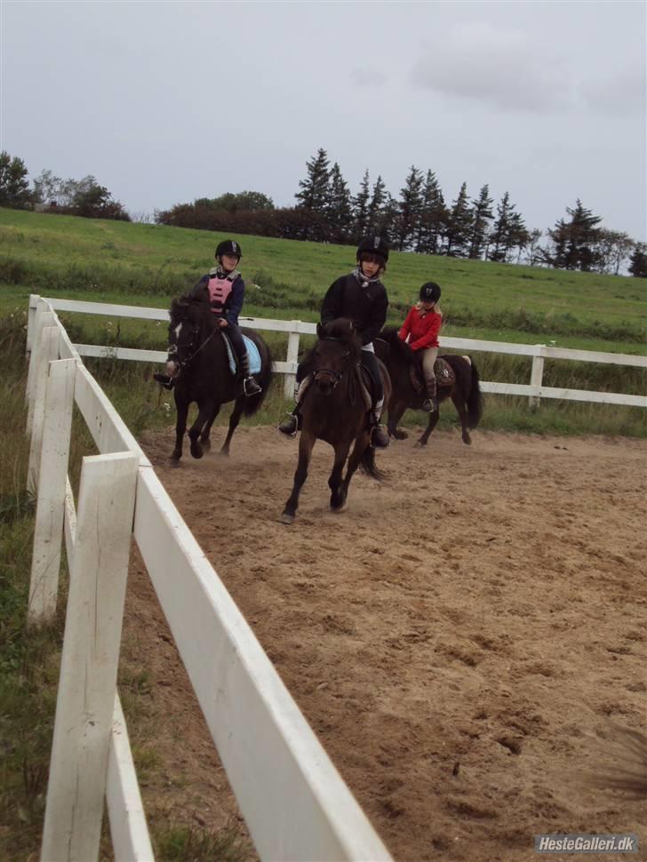 Anden særlig race Musse - Rideskole pony - Mig og Musse på sandbanen(: billede 1