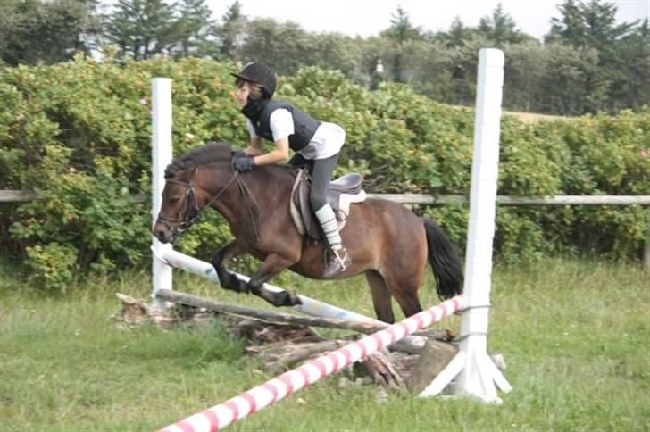 Anden særlig race Musse - Rideskole pony - Hop lille hyphest (: billede 2