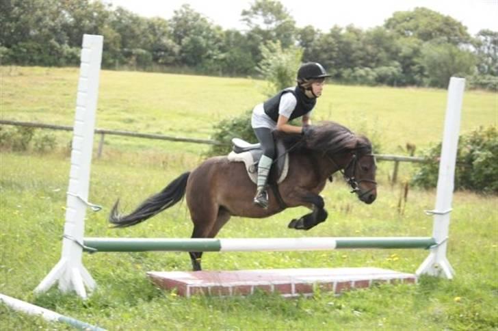 Anden særlig race Musse - Rideskole pony - Du er en ener! :D billede 3