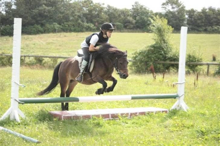 Anden særlig race Musse - Rideskole pony - Du er så go! :D billede 4