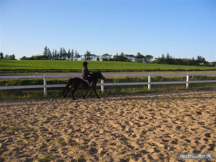 Anden særlig race Musse - Rideskole pony - Musse i fuld fart :) billede 5