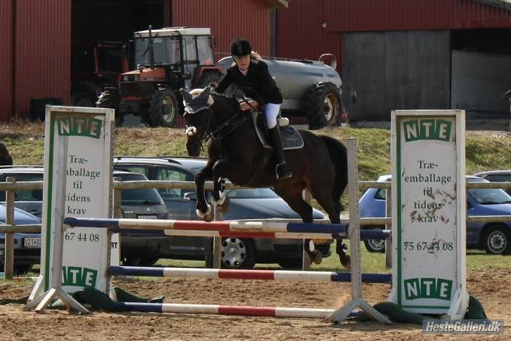 Tysk Sportspony Oleander  - Han kan jooo godt (´; mesterfoto; cæcilie tygesen billede 14